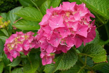 Penny mac, Hydrangea macrophylla