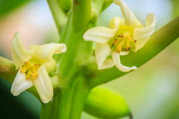 White papaya flowers on treetop. Organic papaya flower on the tree. Papaya plantation and...