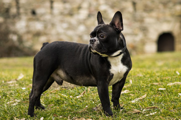 Black and white French Bulldog outdoor set