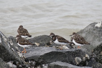 group of turnstones at the stones next to the waterline of the sea