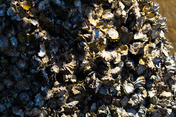 Rock full of seashells