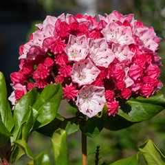 Mountain laurel, Kalmia latifolia