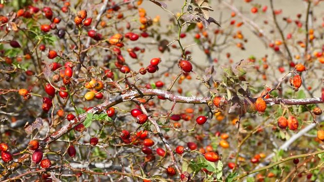 ripe Rosehip berries maturing to make herbal medicinal tea, rosehip berries,