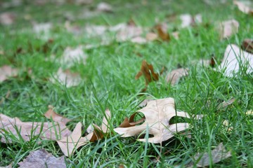 Fall leaves on grass 