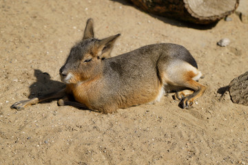 Full body of big Patagonian Cavy Mara (dolichotis mammal)