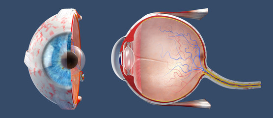 3D illustration of a cross-section of the human eye in a side view and a frontal view