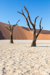 Silhouette portrait of dead tree in deadvlei, Sossusvlei, Namib Naukluft National Park Namibia