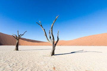 Fototapeta na wymiar Silhouette portrait of dead tree in deadvlei, Sossusvlei, Namib Naukluft National Park Namibia