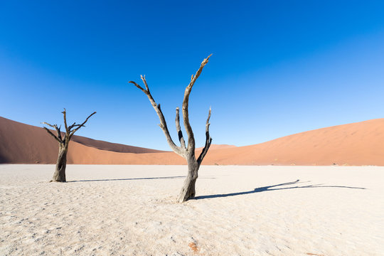 Silhouette portrait of dead tree in deadvlei, Sossusvlei, Namib Naukluft National Park Namibia