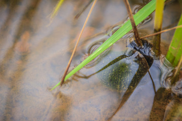 Golden applesnail or Channeled applesnail (Pomacea canaliculata) is eating rice trees. It is alien freshwater mollusk that is a major rice enemy.