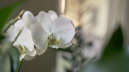 Orchid flower indoors at winter or spring day