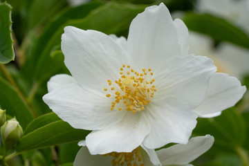 Fototapeta premium English dogwood, Philadelphus coronarius