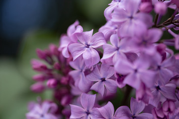 Fototapeta na wymiar Blooming purple lilac flowers background