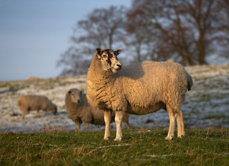 SHEEP IN FIELD IN WINTER YORKSHIRE ENGLAND