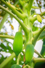 Young green papaya fruits on treetop. Organic raw green papaya on the tree. Plantation and productivity concept.