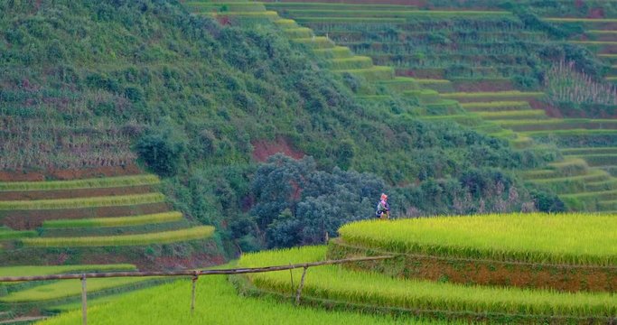 Vietnam landscapes terraces rice field with farmer. Rice fields on terraced of Sapa, Lao Cai. Royalty high-quality free stock video footage of beautiful terrace rice fields prepare harvest at Vietnam