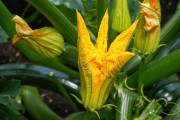 Obraz premium Courgette, Cucurbita pepo