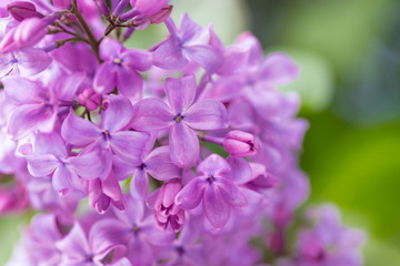 Blooming purple lilac flowers background