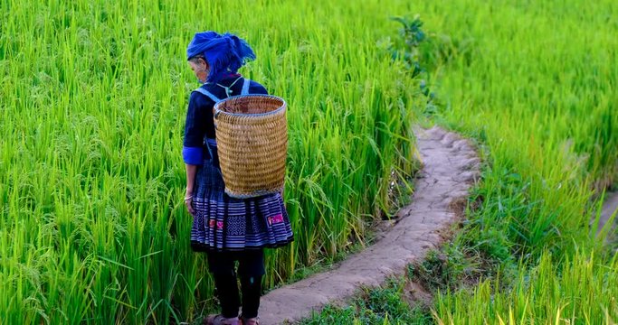 Woman farmer with basket back on terraces rice field. Rice fields on terraced of Mu Cang Chai. Royalty high-quality stock video footage of terrace rice fields prepare harvest at Vietnam