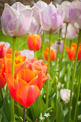 Orange and purple tulip flower with green leaf
