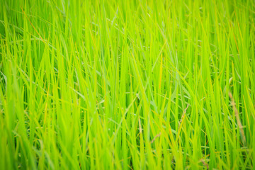 Leaves of the green rice tree background in the organic rice fields during the farming season.