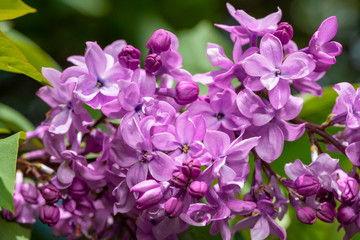 Blooming purple lilac flowers background