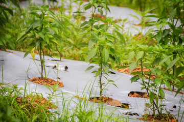 Organic chili planting on plastic sheet's holes to keep the weeds from scattering water and fertilizers and reducing the use of chemicals. Young green chilli tree plantation in organic farm, Thailand.