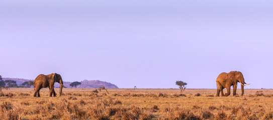 Two African Elephant bulls on the plains against magenta sky. Banner.
