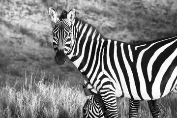 Fototapeta na wymiar Zebra with head turned Looking at camera. Monochrome edit. 