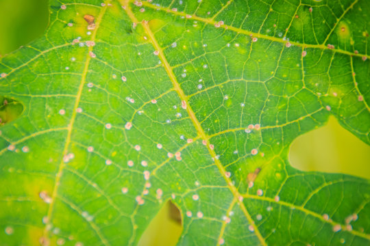 Spotted on papaya leaf due to lack of fertilizer and diseased. Papaya plantation and low productivity concept.