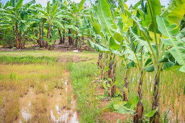 Mixed farming by planting banana trees in rice fields is agricultural system in which a farmer conducts different agricultural practice together two or more of plants simultaneously in the same field.