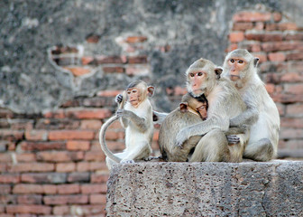 Monkey Fam at Temple in Thailand