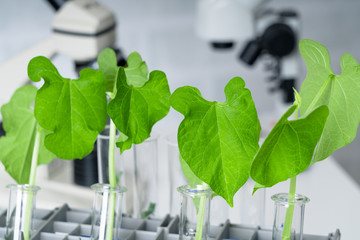 Ecology laboratory exploring new methods of plant breeding..