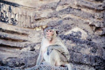 Posed monky at temple