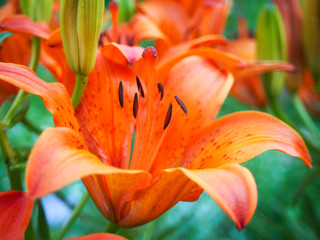 lily on black background