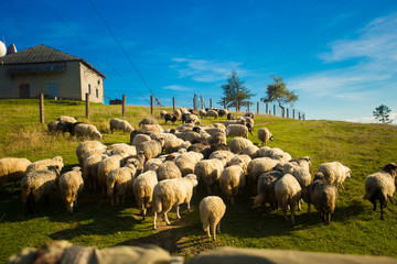 Obraz premium Herd of sheep on beautiful mountain meadow