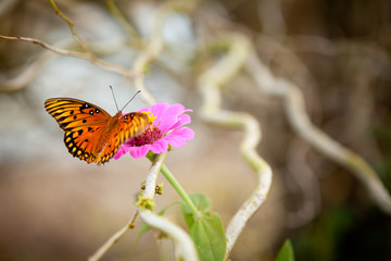 Monarch Butterfly on a Flower