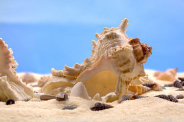 Obraz na płótnie Canvas Seashells in the sand
