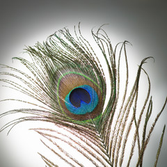 PEACOCK FEATHER ON WHITE BACKGROUND