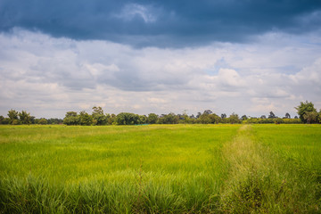 Fototapeta premium Leaves of the green rice tree background in the organic rice fields during the farming season.