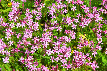 Obraz na płótnie Canvas spring flowering in the Lower Galilee, Israel