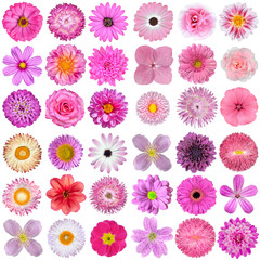 Fototapeta na wymiar Big Selection of Various Pink, Purple, White and Red Flowers Isolated on White Background