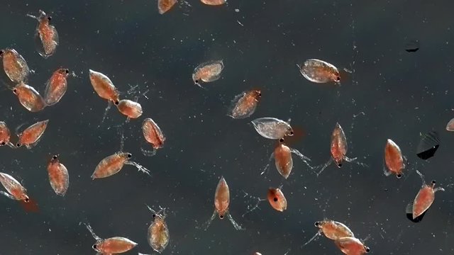 Gemeiner&nbsp;Wasserfloh&nbsp;(Daphnia pulex)