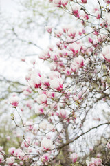 Magnolia tree white pink blossom with blurred background