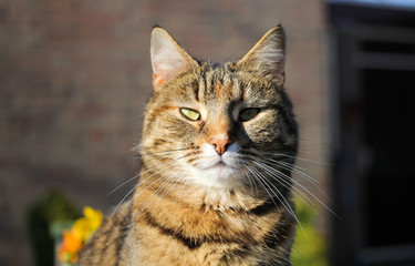 Naklejka na ściany i meble a beautiful brown cat portrait outside in the spring sunshine
