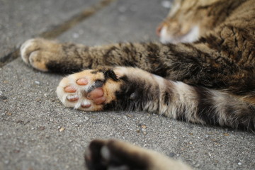 a cat's paw closeup of a cat lying in the sun