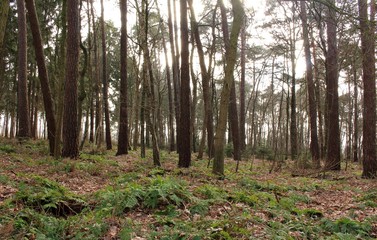 Fototapeta premium Der deutsche Wald