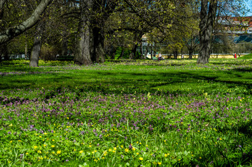 Green spring ornamental garden with flowering forbs. Neutral landscape with green field. Landscape Park.
