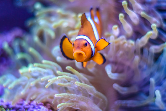 A Percula Clownfish,  (Amphiprion percula), also known as "clown fish" or anemonefish, in the safety of its host sea anemone as a Flame Angelfish (Centropyge loricula) swims by in the distance.  