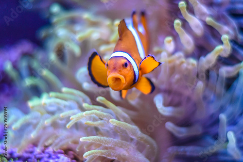 A Percula Clownfish Amphiprion Percula Also Known As